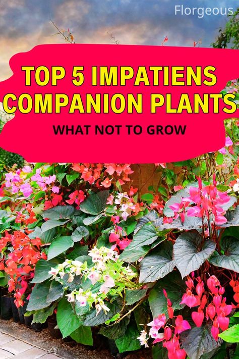 Impatiens Companion Plants Plants To Pair With Hostas, Impatients Flowers Landscape, Sunpatiens Landscapes, Compatible Plants Companion Gardening, Impatiens Landscaping, Hosts Companion Plants, Impatient Flowers, Impatiens In Pots Combo, New Guinea Impatiens Planters