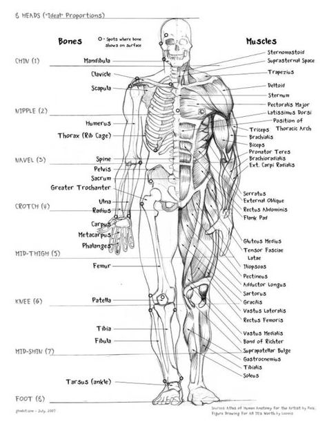 muscle_body_part_names_anatomy_human_bones_drawing_names_science_biology_skellington Human Body Muscles, Human Muscle Anatomy, Anatomy Bones, Human Body Anatomy, Human Anatomy Drawing, Human Bones, Muscle Anatomy, Human Anatomy Art, Human Anatomy And Physiology