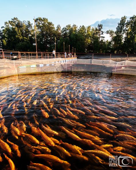 Fish Production, Blonde Hair Cartoon, Trout Farm, Hair Cartoon, Aqua Culture, Sustainable Seafood, Fish Farming, Rainbow Trout, Sustainable Food