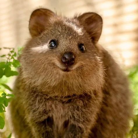 Quokka Animal, Worlds Cutest Animals, The Wombats, Australia Animals, Australian Animals, Domestic Cat, Animal Sketches, Cute Animal Pictures, Happy Animals