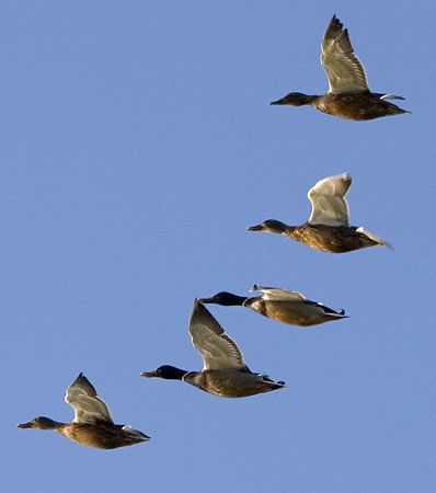 Waterfowl Hunting, Ducks Flying, Flying Ducks, Flying Duck, Norfolk Broads, Water Birds, Up To The Sky, Duck Duck, Morning Sky