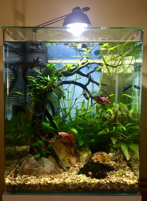 My Aquarium 😊 Natural Betta Tank, Female Betta Tank, Betta Fish Tank Plants, Betta Sorority Tank Ideas, Female Betta Fish Sorority, Small Fish Tank Ideas Bedrooms, Fish Tank Ideas Betta, Betta Sorority Tanks, Betta Fish Tank Ideas Aquascaping