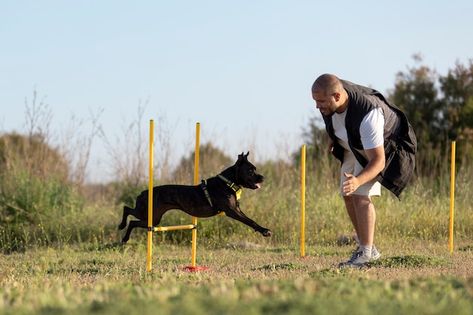 Dog trainer teaching dog to run though o... | Free Photo #Freepik #freephoto #dog-trainer #dog-training #man-dog #pet Dog Training Photography, Dog Trainer Photoshoot, Dog Trainer Aesthetic, Training Photoshoot, Training Aesthetic, Dog Best Friend, Dog Training Techniques, Best Dog Training, Dog Rooms