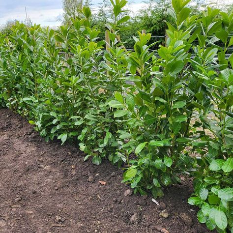 Laurel Hedging and Its Ideal Spacing English Laurel Landscaping, English Laurel Hedge, Indian Laurel Hedge, Skip Laurel Hedge, Woodland Landscaping, Laurel Bush, Skip Laurel, English Laurel, Hedges Landscaping