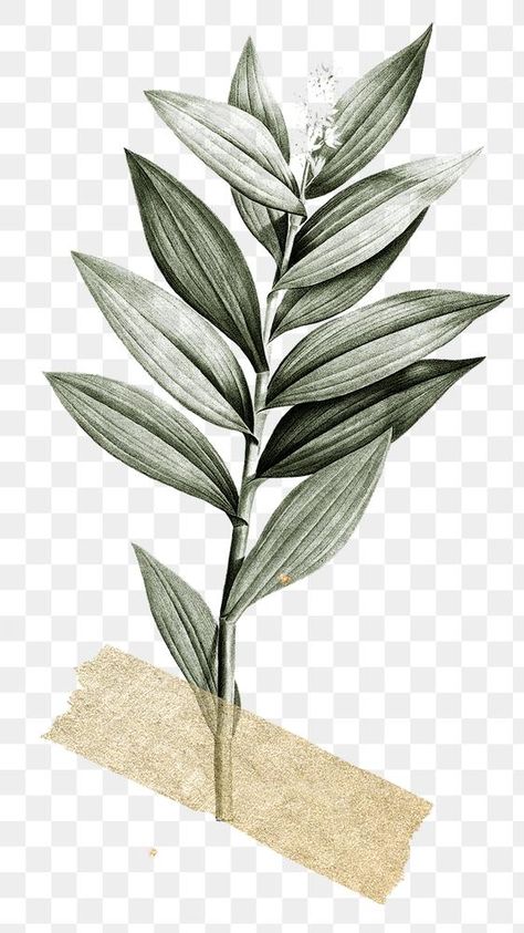 Note Paper Aesthetic Png, Aesthetic Tape, Ppt Aesthetic, Aesthetic Leaf, Leaf Aesthetic, Seed Illustration, Aesthetic Leaves, Leaves Aesthetic, Plant Png