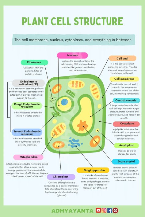 Cell biology plantcellstructure biology science education infographics studyguide nursing nursingstudent Plant Cell Notes, Structure Of Cell, Plant Cell And Animal Cell, Plant Cell Parts, Plant Cell Organelles, Edible Cell Project, Cell Biology Notes, Plant Cell Project, Edible Cell