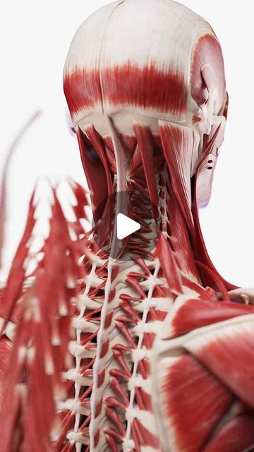 SciePro on Instagram: "Explore the neck's muscular architecture like never before 🚀💪.   Our latest model offers an exploded view of all the neck muscles, providing an unparalleled perspective on this vital anatomical area.   Perfect for medical students, physiotherapists, and fitness experts, this visualization separates each muscle, detailing their roles and connections. Enhance your understanding of neck function and biomechanics.   License this innovative tool for your educational content or clinical practice today.   #NeckMuscles #AnatomicalExploration #3DModeling #MedicalEducation #SciePro #physio #muscles #backpain #neck #anatomy #science #med #meded #medicalstudent #chiropractic #3d #cgi #vray" Neck Muscles Anatomy, Neck Muscle Anatomy, Neck Anatomy, Anatomy Science, Neck Muscles, Exploded View, Muscle Anatomy, Educational Content, Fitness Experts