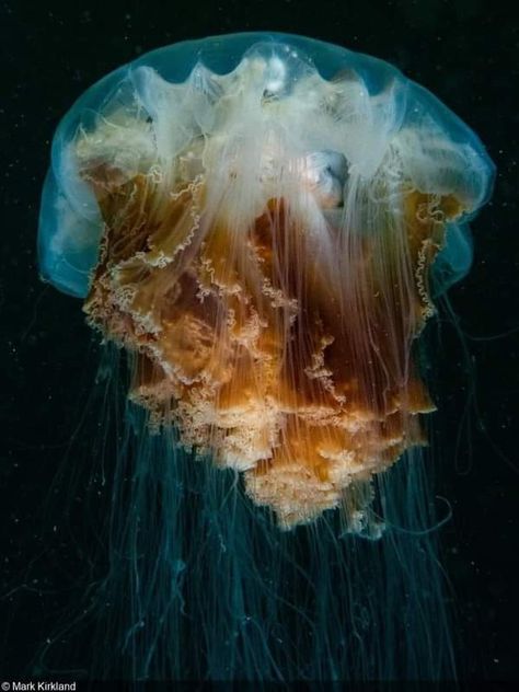 Nature, Lions Mane Jelly Fish, Lions Main Jellyfish, Lion Main, Space Jellyfish, Giant Jellyfish, Jellyfish Species, Drawing Jellyfish, Lion's Mane Jellyfish