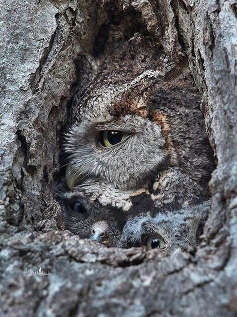 Eastern Screech Owl, Screech Owl, Owl Photos, Owl Pictures, Pretty Birds, Nature Animals, Animals Friends, Amazing Nature, Beautiful Creatures