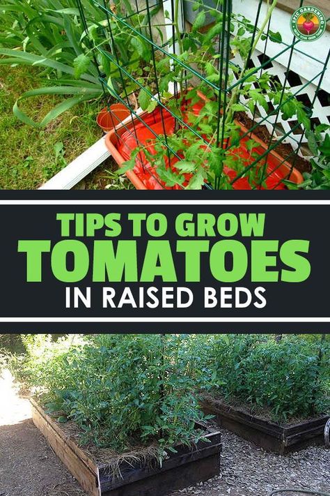 How To Grow Tomatoes Raised Beds, Tomato Garden Ideas Raised Beds, Tomato Growing Tips Raised Beds, How Deep Does A Raised Garden Need To Be, Best Time To Plant Vegetables Raised Beds, Raised Garden Tomatoes, Tomato Beds Raised, Raised Garden Beds Tomatoes, How To Plant Tomatoes Raised Beds