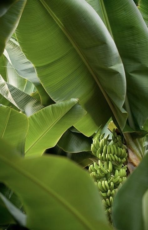 Banana Plants, Banana Tree, A Banana, Green Nature, Banana Leaf, Tropical Islands, Tropical Paradise, Green Aesthetic, Tropical Flowers