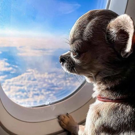 Dogs On Planes, Chihuahua Owner, Chihuahua Funny, Cute Chihuahua, Chihuahua Love, Baby Animals Funny, Big Dreams, Private Jet, Dream Big