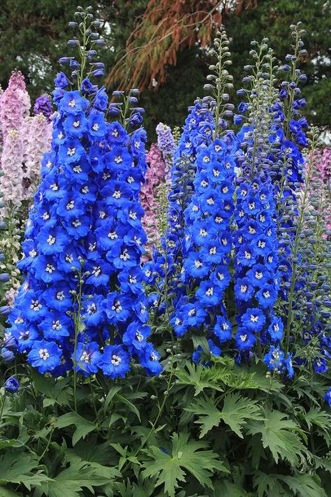 Delphinium Elatum, Flowers Blue And White, Loamy Soil, Corner Garden Ideas, Huge Flowers, Delphinium Flowers, Daylily Garden, Blue And White Flowers, Blue And Purple Flowers