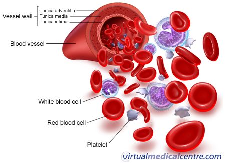 A normal platelet amount is anywhere from 150,000 to 450,000 units per cubic millimeter of blood. Although there are pills, and medications you can take and procedures you can undergo to raise your blood platelet count you can also learn how to raise platelet level naturally. Red Bone Marrow, Function Of Blood, Throbbing Headache, Blood Plasma, White Blood Cells, Red Blood, Bone Marrow, Circulatory System, Red Blood Cells