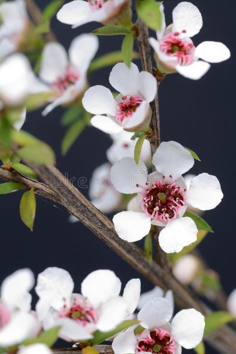 Manuka Plant, Medicinal Honey, Manuka Flower, Flower Etching, Leptospermum Scoparium, New Zealand Flora, Types Of Honey, Bee Boxes, Wax Flower