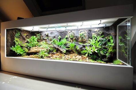 Construction journal - big display tank | Dendroboard Big Terrarium, Gecko Terrarium, Aquarium Store, Poison Frog, Kolam Koi, Reptile House, Reptile Room, Aquarium Terrarium, Reptile Tank