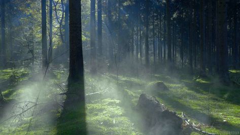 cinemagraph gif nature cinemagraph smoke forest perfect loop trees cinemagraphs dawn fog moss videography mist living stills Forest Gif, Cinemagraph Gif, Leaves Photo, Forest Moss, Ancient Kingdom, Misty Forest, Country Side, Falling Leaves, Nature Gif