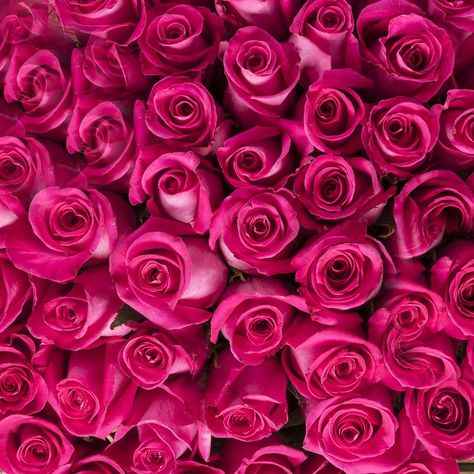 Hot Pink Roses Arte Aesthetic, Rose Fushia, Tout Rose, Hot Pink Flowers, Hot Pink Roses, Art Animals, Animals Art, Art Idea, Y2k Pink