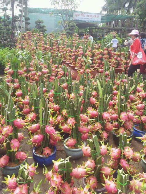 Dragon fruits. Como Plantar Pitaya, How To Grow Dragon Fruit, Dragon Fruit Benefits, Dragon Fruit Plant, Thanh Long, Small Vegetable Gardens, Veg Garden, Vegetable Garden Design, Fruit Plants