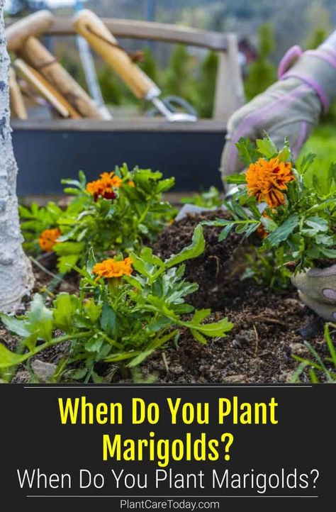 Marigold Planting Ideas, Marigolds And Lavender, Planting Marigolds In Garden, Marigold Seeds Planting, Marigold Potted Plants, Marigold In Pots, Marigold Pot Ideas, What To Plant With Marigolds, Marigold Landscaping Ideas