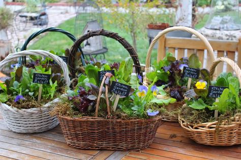 Rooted In Thyme: ~Making Kitchen Garden Salad Baskets For Friends~ Herb Gift Basket, Salad Bouquet, Baskets For Friends, Herb Gifts, Gardening Club, Gardening Gift Baskets, Raffle Baskets, Garden Basket, Stand Ideas