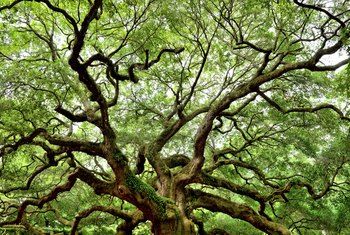 Best Shade Trees, Language Tree, Live Oak Tree, Angel Oak Trees, Angel Oak, Southern Plantations, Coastal Plain, Live Oak Trees, Old Oak Tree