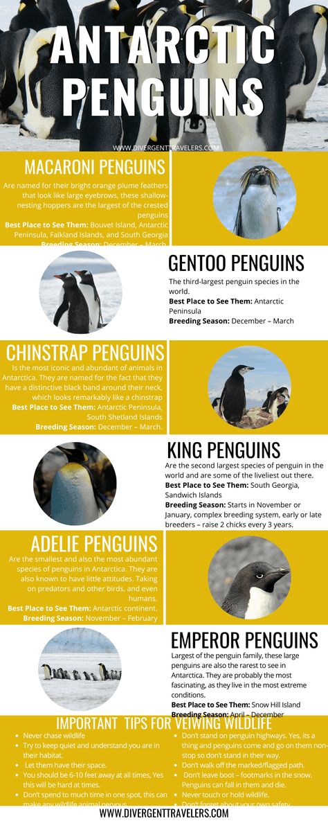 Travel Antarctica, Antarctica Penguins, Macaroni Penguin, Penguin Species, Adelie Penguin, Gentoo Penguin, The Penguins, Emperor Penguin, Nursing Homes