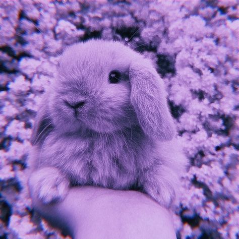 Purple Aesthetic Background, Purple Bunny, Purple Animals, Dark Purple Aesthetic, Bunny Wallpaper, Purple Wallpaper Iphone, Super Cute Animals, Animal Photos