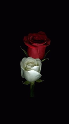 Triantafyllo GIF - TRIANTAFYLLO - Discover & Share GIFs Bahasa Jepun, Red Roses Wallpaper, Rose Flower Wallpaper, Beautiful Red Roses, Beautiful Flowers Wallpapers, Beautiful Rose Flowers, Flower Phone Wallpaper, Beautiful Flowers Pictures, Rose Wallpaper