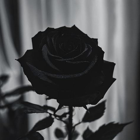 Ai created black rose nature photography #blackrose #gothaesthetic #rose #flowerphotography Gothic Romance Aesthetic, Romantic Goth Aesthetic, Dark Roses Tattoo, Gothic Rose, Aesthetic Roses, Rosé Aesthetic, Slytherin Aesthetic, Photo Art Frame, Pretty Backgrounds