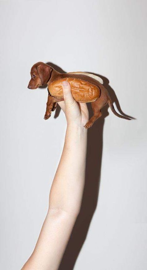 Weenie Dogs, Dachshund Puppies, Dachshund Love, Weiner Dog, Wiener Dog, Dachshund Dog, Cute Creatures, Small Dog, 귀여운 동물