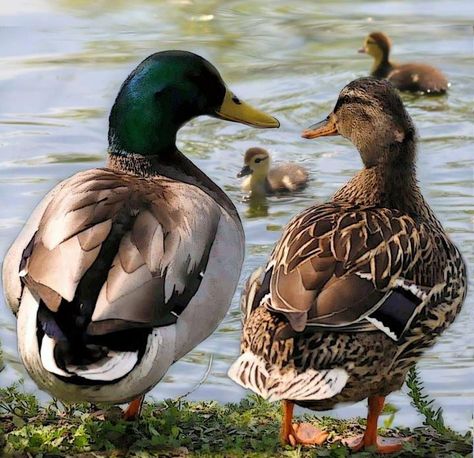 Cute duck family, photo from http:/facebook.com/TexasHillCountry Mallard Ducks, Duck Pictures, Duck And Ducklings, Duck Wallpaper, Duck Photo, Duck Pond, Mallard Duck, Duck Hunting, Mallard