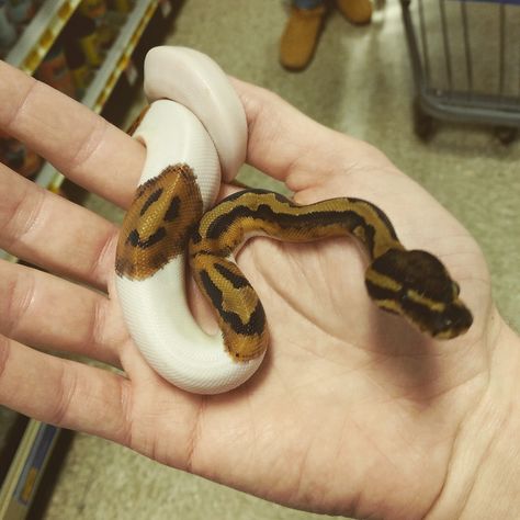 Pretty Snakes, Small Snakes, Paint Inspo, Corn Snake, Cute Snake, Ball Python, Brown Spots, Small Animals, Smiley Face