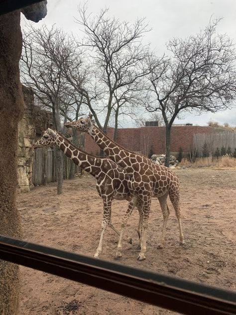 Lincoln Park Zoo, Chicago IL Lincoln Park Zoo Chicago, Zoo Lights, Lincoln Park Zoo, Chicago Photos, Chicago Photography, Lincoln Park, Light Show, Chicago Il, Summer 2024