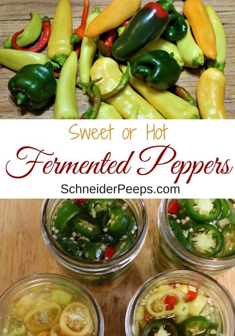 Skip the vinegar and pickle peppers the old fashioned way by fermenting them. Fermented peppers give you all the storage benefits of pickled peppers without the vinegar taste. Make fermented jalapenos or fermented sweet banana peppers, the recipe and process is the same. #PreservingFood #FermentingVegetables #FromScratch #homesteading Fermented Jalapenos, Pickle Peppers, Fermented Peppers, Homemade Probiotics, Hot Banana, Fermented Vegetables Recipes, Sweet Banana Peppers, Preserving Recipes, Pickled Peppers