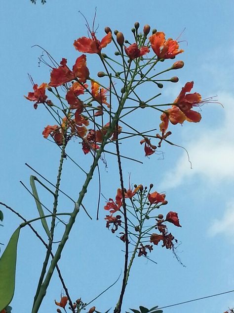 Krishnochura Beautiful Flowers, Plants, Flowers