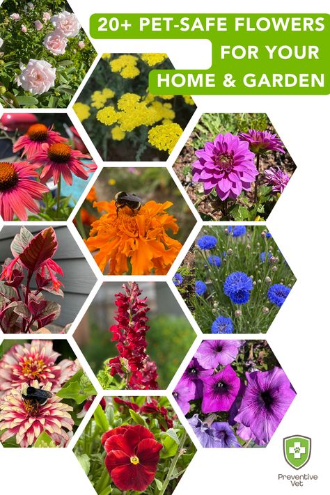 20+ Pet-Safe Flowers for Your Home and Garden Pollinator Flower Bed, Toxic Flowers For Dogs, Pet Friendly Perennials, Safe Plants For Dogs, Plants That Are Safe For Dogs, Pet Safe Garden Plants, Pet Friendly Garden Plants, Plants That Are Toxic To Dogs, Non Toxic Plants For Dogs