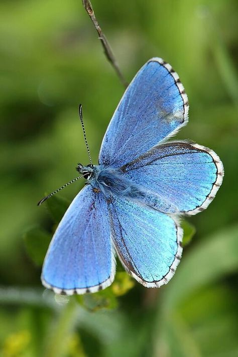 Most Beautiful Butterfly, Butterfly Photos, Beautiful Bugs, Butterfly Pictures, Butterfly Kisses, Arthropods, Exotic Birds, Butterfly Art, Butterfly Flowers