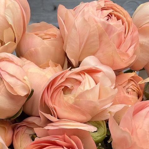 Botanical Photography, Gorgeous Couple, Arrangement Ideas, Peach Flowers, August 15, Ranunculus, Beautiful Blooms, Flower Arrangement, The Dream