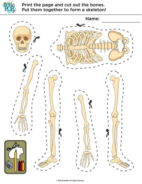 Human Body Classroom Decor, Ezekiel 37 Dry Bones Craft, Skeleton For Kids, Science Project Board, Human Body Crafts, Human Body Worksheets, Human Body Projects, Science Experience, Human Body Activities