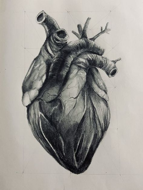 Heart Charcoal Drawing, Anatomical Heart Sketch, Heart Organ Tattoo, Anatomical Heart Drawing, Anatomical Drawings, Human Heart Drawing, Skeletal Structure, Biro Drawing, Botanical Sketchbook