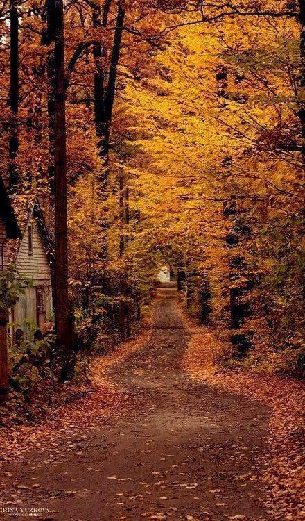 Leaves On The Ground, Forest Scenery, Autumn Scenes, Autumn Nature, Autumn Scenery, Dirt Road, Fall Pictures, Yellow Leaves, Landscape Trees