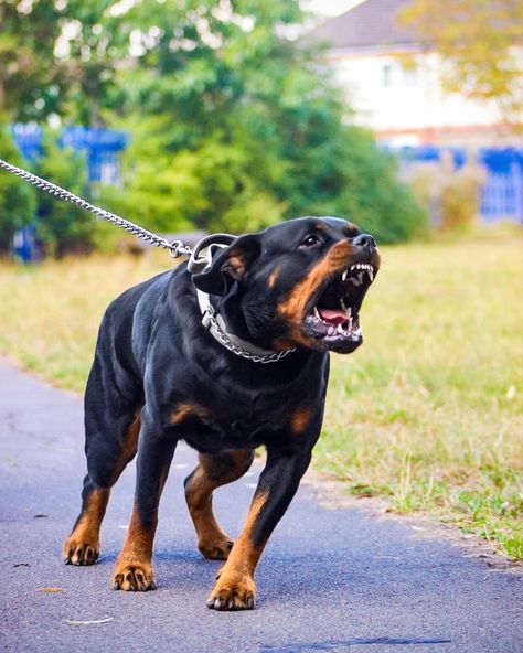 Scary Dog Breeds, Rottweiler Guard Dog, Rot Weiler, Dog Snarling, Big Rottweiler, Rottweiler Pictures, German Rottweiler, Airedale Dogs, Rottweiler Breed