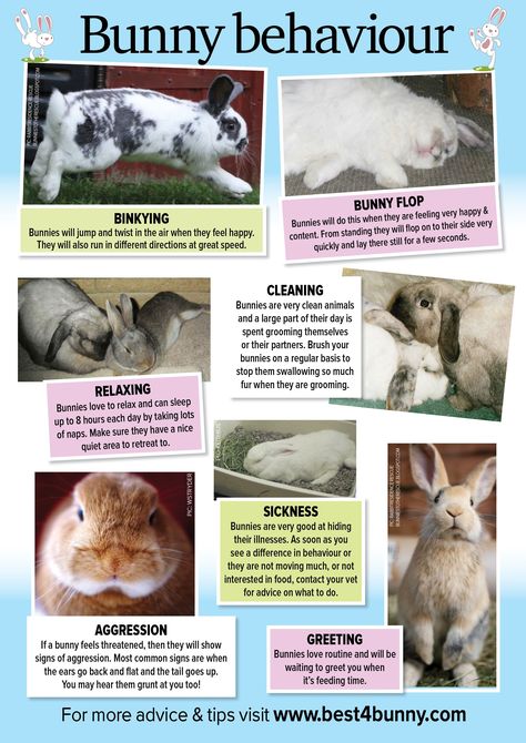 Bunny Behavior, Rabbit Behavior, Pet Rabbit Care, Pet Bunny Rabbits, Rabbit Breeds, Indoor Rabbit, Bunny Care, Rabbit Cages, Bunny Cages