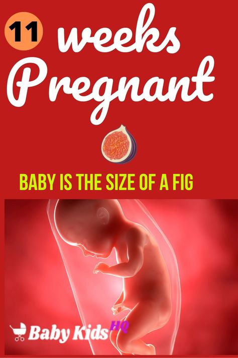 At 11 weeks pregnant, your baby is so small that you could hold him in the palm of your hand!  The most critical part of development is now over, and all that is left for your baby to do is put on enough weight to be ready for delivery. Your baby will grow extremely quickly this week, going from 21-25 mm to 44-51 mm by the end of the week.  At no other time in his life, will you baby grow so fast as now. #pregnancyweekbyweek #pregnancytips #pregnancytimeline #pregnancytrimesters Baby Development In Womb, 1 Week Pregnant, Baby Development Chart, Stages Of Baby Development, 11 Weeks Pregnant, Pregnancy Timeline, 5 Month Old Baby, Baby Development Activities, Weeks Of Pregnancy