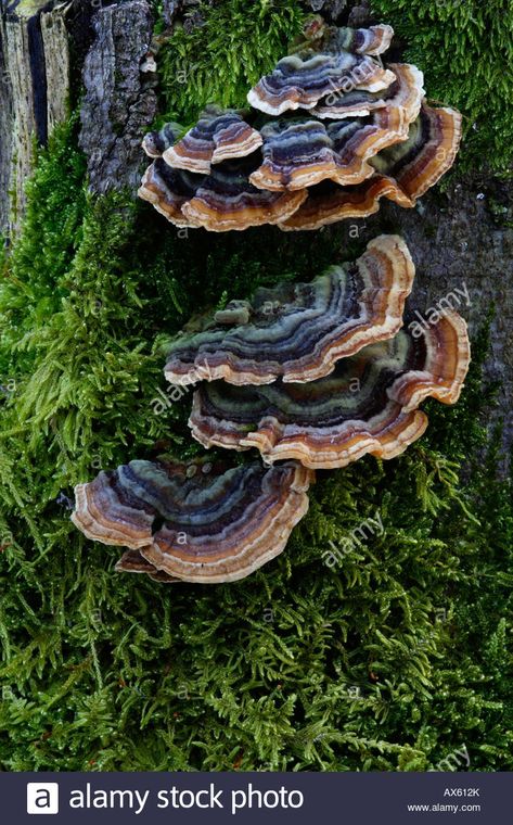 Mushrooms On A Tree, Mushroom Turkey Tail, Birch Tree Mushrooms, Mushroom On A Tree, Mushroom Tree Stump, Mushrooms On A Log, Mushroom On Trees, Turkey Tail Mushroom Illustration, Turkey Tail Tattoo