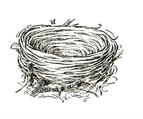 bird nest Birds Nest Drawing, Nest Drawing, Mini Doodles, Nest Images, Lyric Book, Woodcut Prints, House Colouring Pages, Alphabet Pictures, Pokemon Coloring Pages