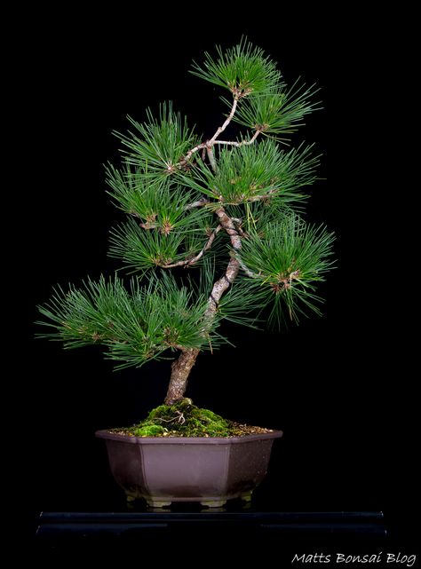 Gallery – Matt's Bonsai Blog Japanese Black Pine Bonsai, Black Pine Bonsai, Bonsai Stand, Japanese Black Pine, Bonsai Mini, Bonsai Tree Care, Pine Bonsai, Japanese Zen Garden, Black Pine