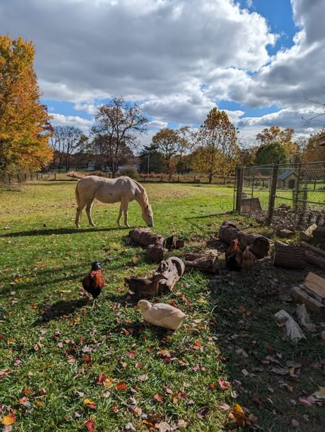 Small Farm With Animals, Egg Types, Farm With Animals, Homestead Animals, Cowgirl Life, Family Homestead, Dream Farm, Farm Living, Dream Place