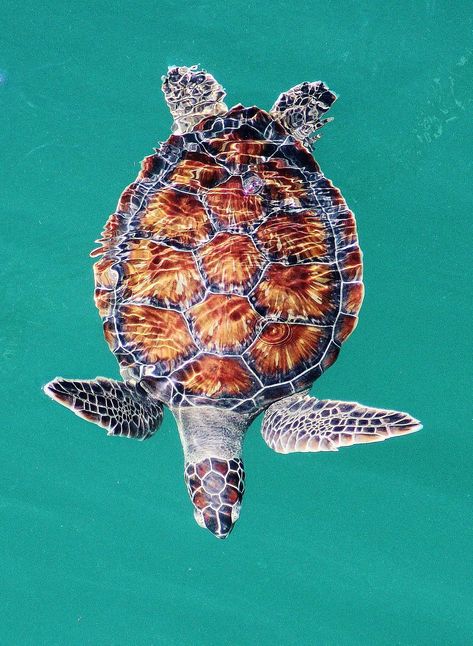 Mermaid Mythology, Sea Turtle Wallpaper, Turtle Top, Turtle Wallpaper, Markers Drawing Ideas, Sea Turtle Art, Nature Projects, Turtle Swimming, Green Sea Turtle